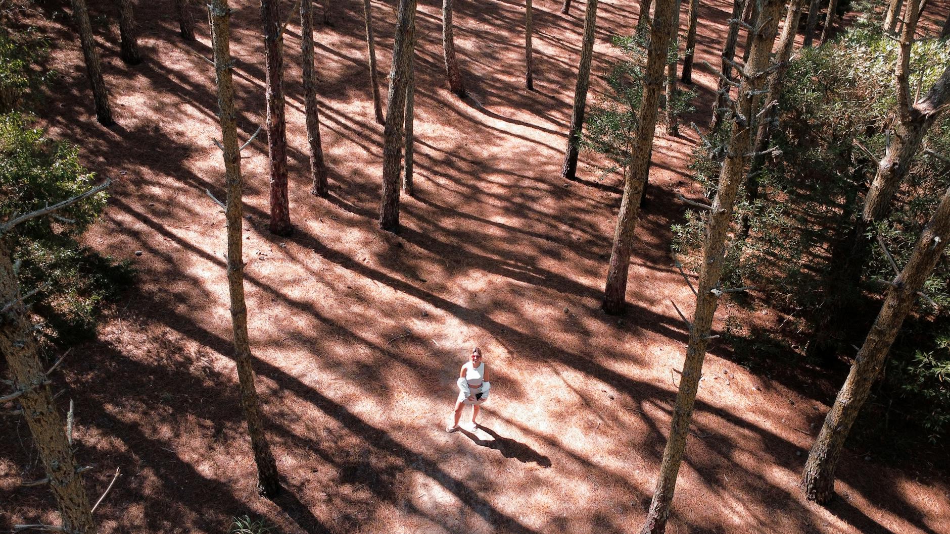 Aerial photo capturing the serene pine forest and shadows in Mar de las Pampas, Argentina.